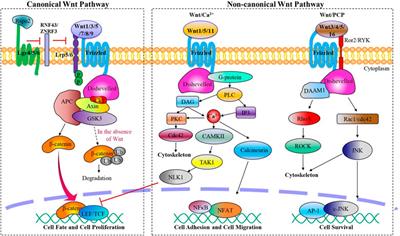 Role of Wnt signaling pathway in joint development and cartilage degeneration